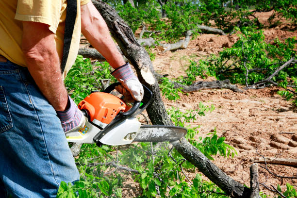 Large Tree Removal in East Dubuque, IL